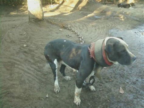 23+ Game Apbt Dog - l2sanpiero