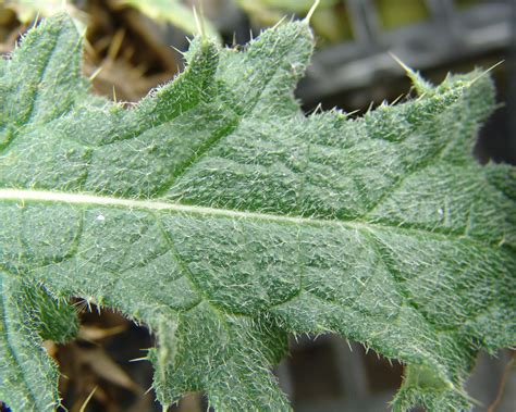 Bull thistle – Cirsium vulgare - Plant & Pest Diagnostics