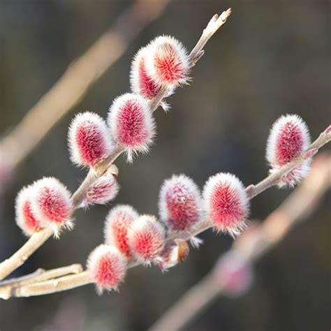 Mount Aso Japanese Pink Pussy Willow Salix Gracilistyla Gardening