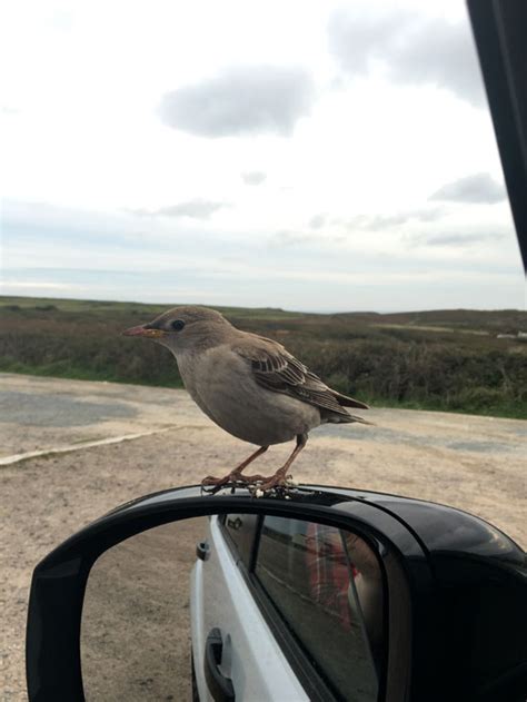 Cornwall Bird Sighting Diary, Birding in Cornwall, Cornwall Birds ...