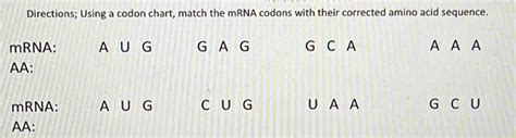 Solved Directions Using A Codon Chart Match The Mrna Codons With