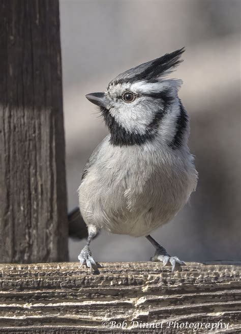 Bridled Titmouse Bob Dinnel Flickr