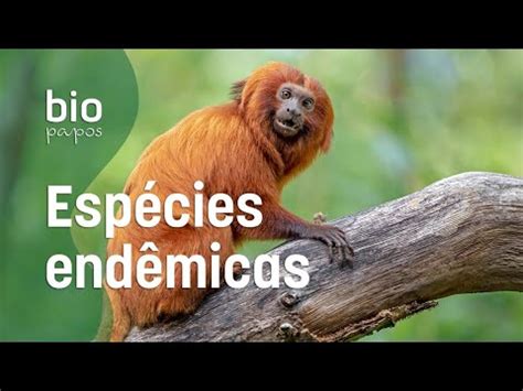 O Que São Espécies Endêmicas - O que são espécies endêmicas? - YouTube