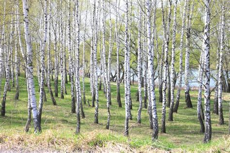 Rvores De Vidoeiro Branco Bonitas Na Mola Na Floresta Foto De Stock