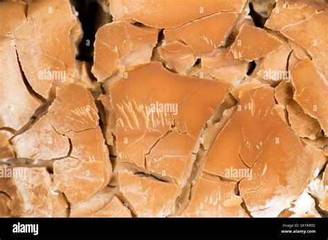 Saccharomyces Cerevisiae Immagini E Fotografie Stock Ad Alta