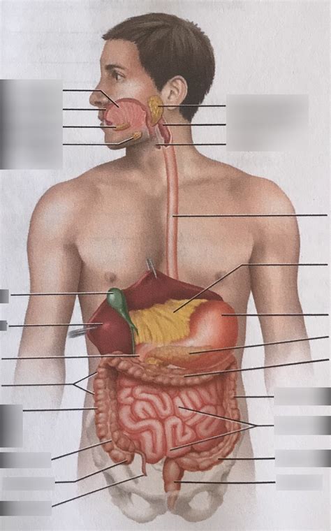 Overview Of The Digestive System Part 2 Diagram Quizlet