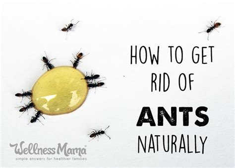 How To Get Rid Of Ants Naturally Rid Of Ants Get Rid Of Ants