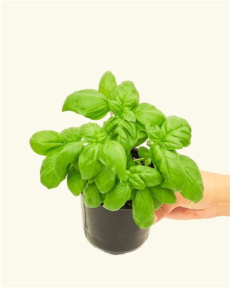 12 Plants That Repel Mosquitos 2024 - Mosquito Repellent Plants