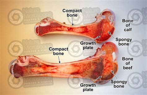 Cow Femur | ubicaciondepersonas.cdmx.gob.mx