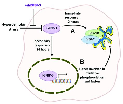 Igfbp 3 Mediates The Cellular Stress Response To Hyperosmolarity In