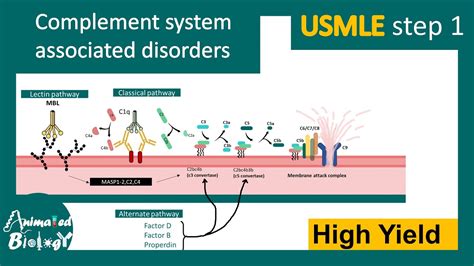 Complement Pathway Disorders USMLE Step 1 Immunology High Yield