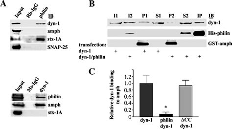 Syntaphilin Binds To Dynamin 1 And Inhibits Dynamin Dependent