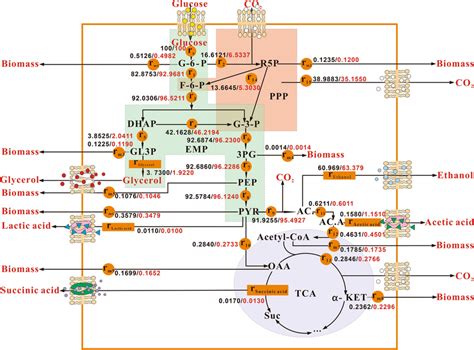 Metabolic Flux Distribution Of S Cerevisiae Scgfad The Black Numbers