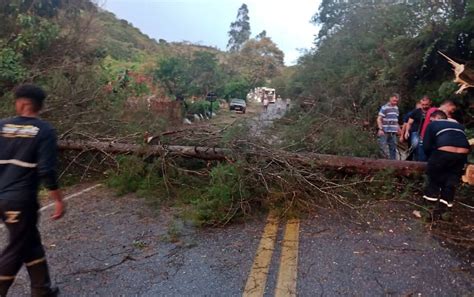 Chuva ventos fortes derruba árvores e interdita MG 290 em