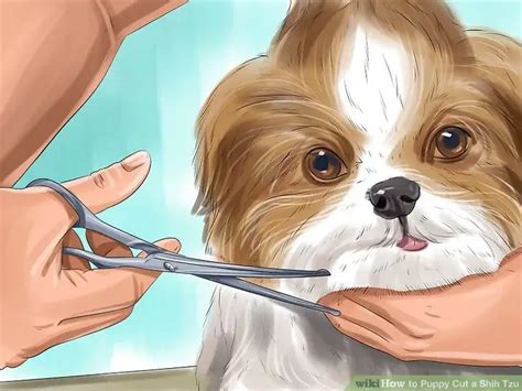 How To Manage Shih Tzu Shedding Grooming Tips And Tricks