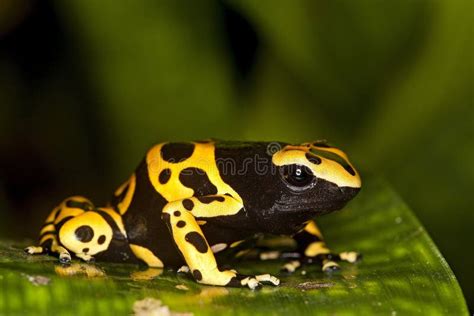 Red Poisson Frog Granular Poison Arrow Frog Dendrobates Granuliferus