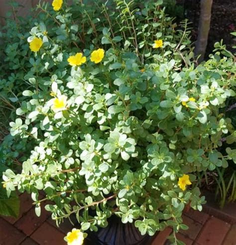 Portulaca Oleracea Sativa Golden Purslanepurslane 50 Seeds Lgafs