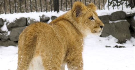 Incredibly Preserved Lion Cub Found In Siberia Answers In Genesis