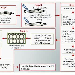 Schematic Overview Of Ex Vivo Organ Culture Of Zebrafish Liver Cells