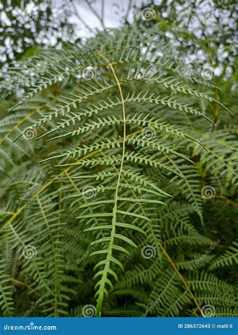 Plantas Selvagens Que Podem Ser Consumidas Como Vegetais Imagem De