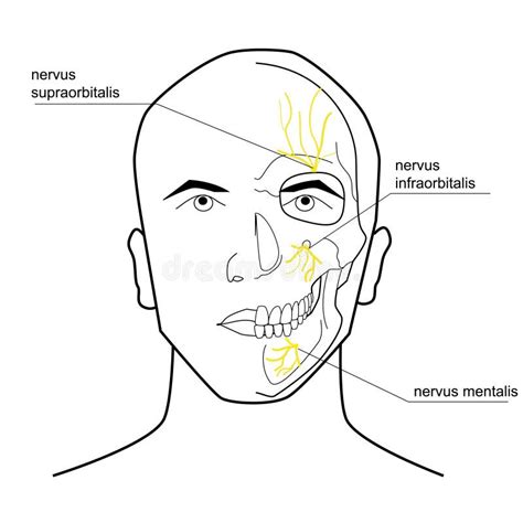 Nerves Of The Head Stock Vector Illustration Of Science 45207743