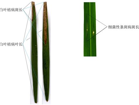 水稻白叶枯病菌及细菌性条斑病菌培养及接种 —bio 101