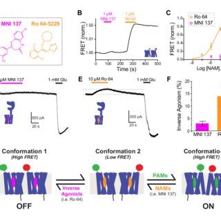 Different MGluR2 PAMs Alter Inter TMD FRET And Receptor Activation With