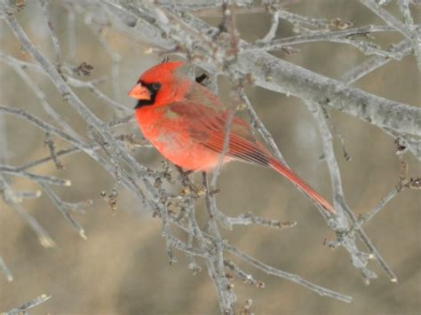 15 Common Songbirds Of Pennsylvania Owlcation