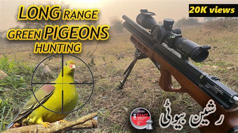 Green Pigeons Hunting With Russian Edgun Matador Hariyal Ka