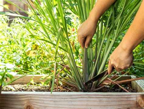 How To Grow Lemongrass Backyard Boss