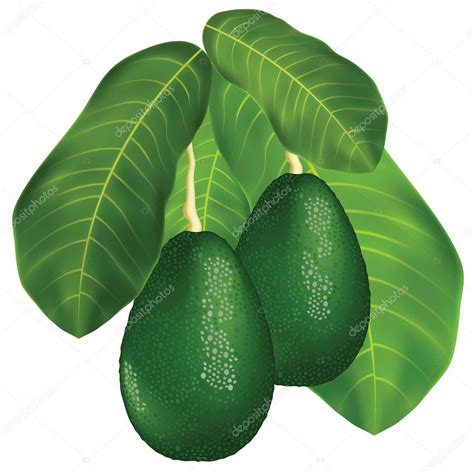 Avocados On A Branch With Leaves Stock Vector Image By Spline X