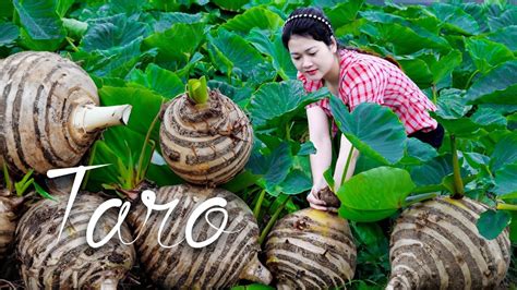 Harvest TARO Goes To The Market Sell Gardening And Cooking LÝ