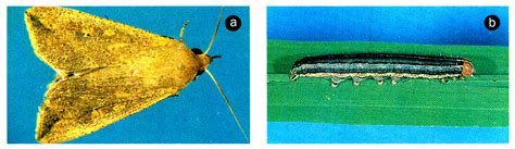 Rice Armyworm Paddy Armyworm Rice Ear Cutting Caterpilla Flickr