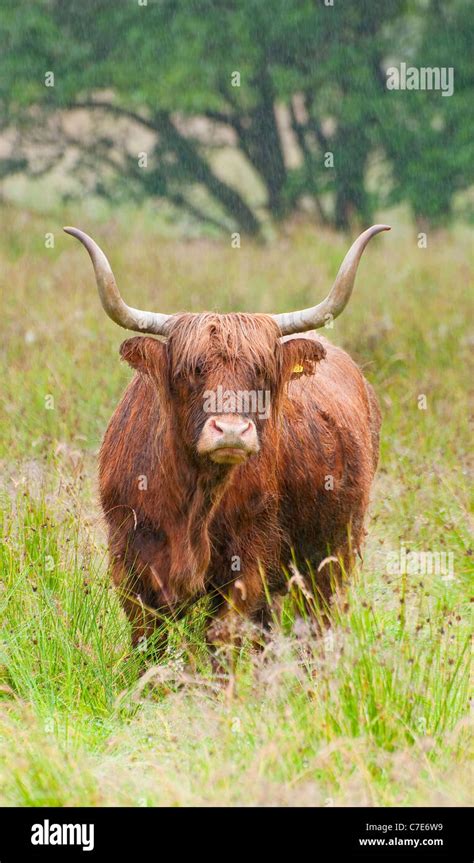 Highland Cow In The Rain Stock Photo Alamy