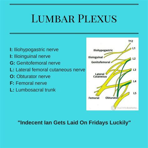 the lumbar plexus and its functions