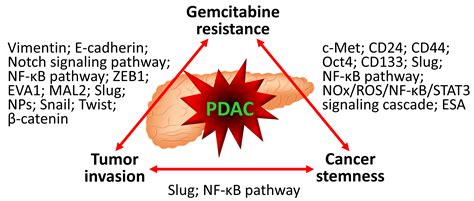 Glycogen Synthase Kinase 3β The Nexus Of Chemoresistance Invasive