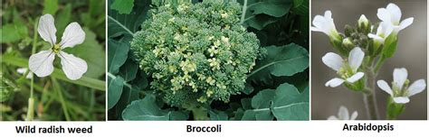 The meaning of cruciferous – Need to Know