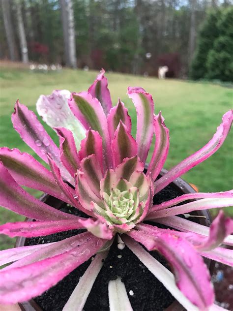 Aeonium Poison Super Rare Aeonium Etsy