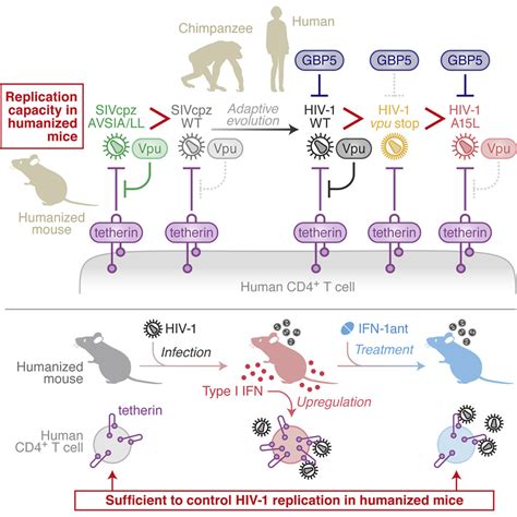 Human Specific Adaptations In Vpu Conferring Anti Tetherin Activity Are