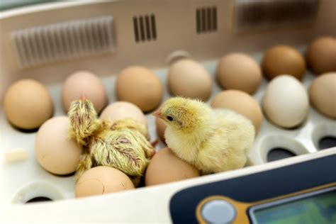 How To Hatch Chicken Eggs At Home