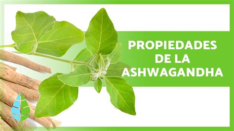 Beneficios De La Ashwagandha Propiedades C Mo Tomarla Y