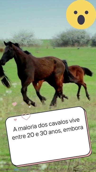 Cavalo Vive Quantos Anos - Quantos anos um cavalo vive? - YouTube