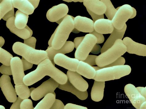 Bifidobacterium