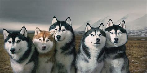 Животные глазами фотографа Tim Flach