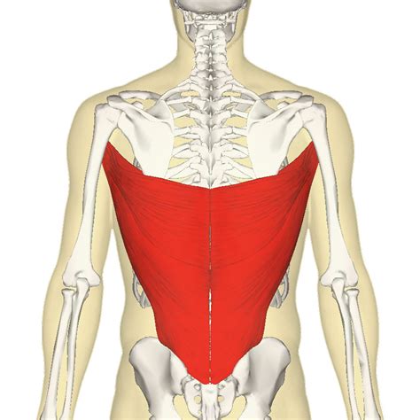 Latissimus Dorsi The Triangle Muscle Different