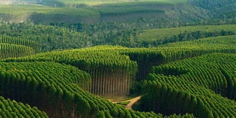 PIB de florestas plantadas atinge maior índice em 11 anos no Brasil