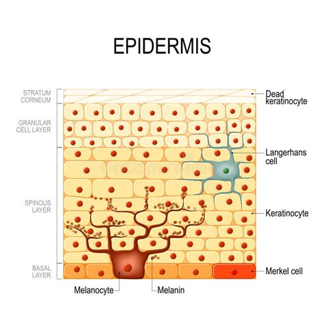 Layers Human Skin Melanocyte Melanin Stock Illustrations 26 Layers