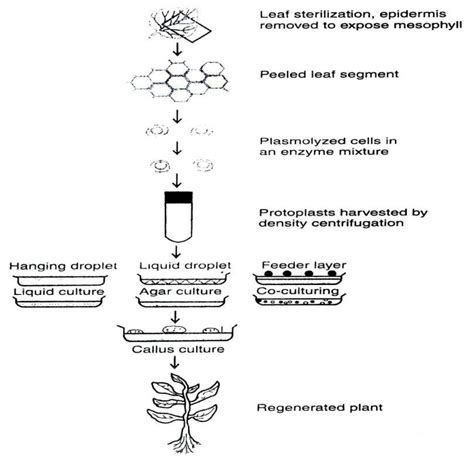 Schematic illustration of protoplast isolation and culture procedure | Download Scientific Diagram