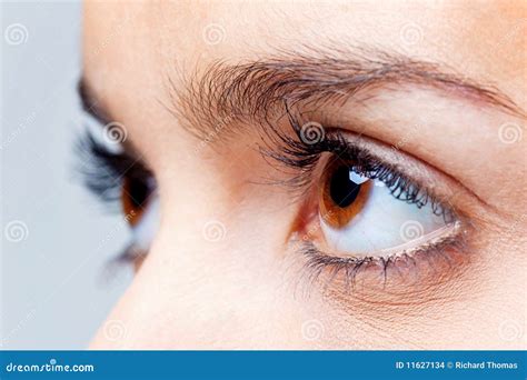 Big brown eyes stock photo. Image of female, vision, woman - 11627134