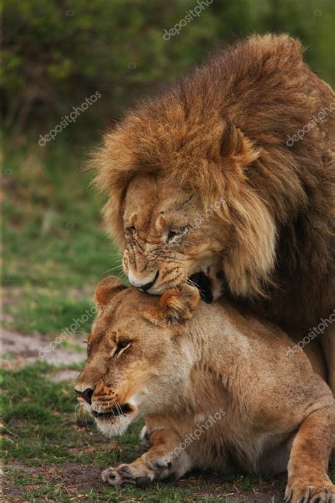 A Pair Of Mating Lions Stock Photo Gi